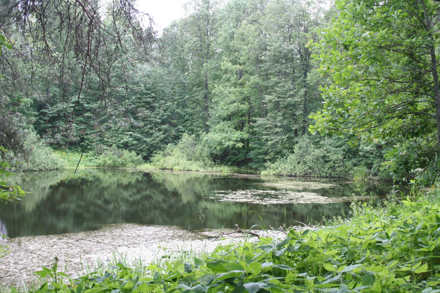 пруд зеленый на даче #16