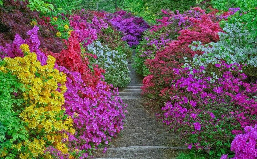 Фото Сады Леонардсли (Leonardslee Gardens). Великобритания, Западный Сассекс, Лоуэр Бидинг